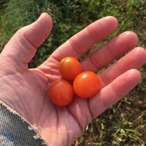 Tomatoes at Farm Aid 2019 in Minneapolis.